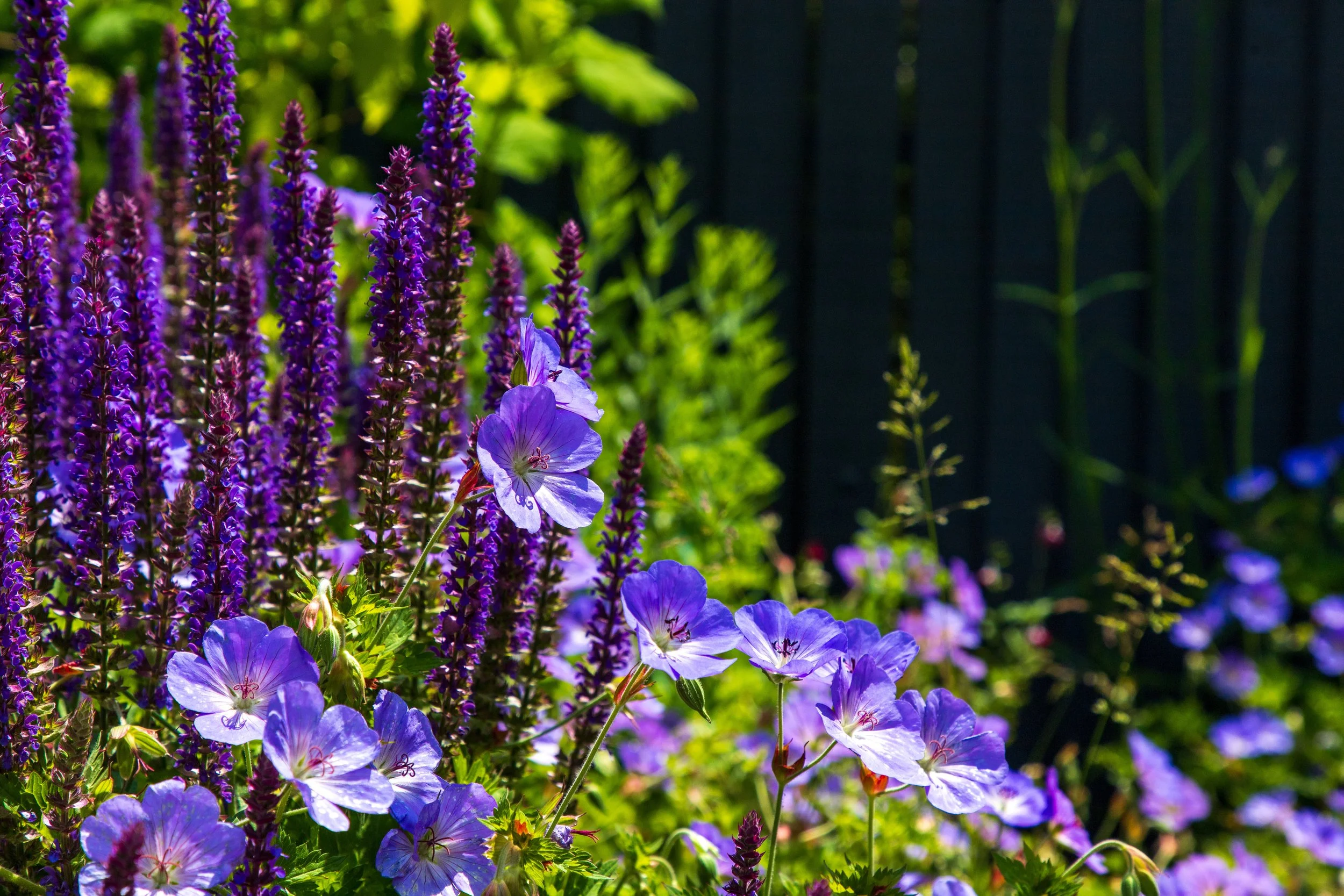 Ben Martin Garden Design_Planting_Oxted.JPG
