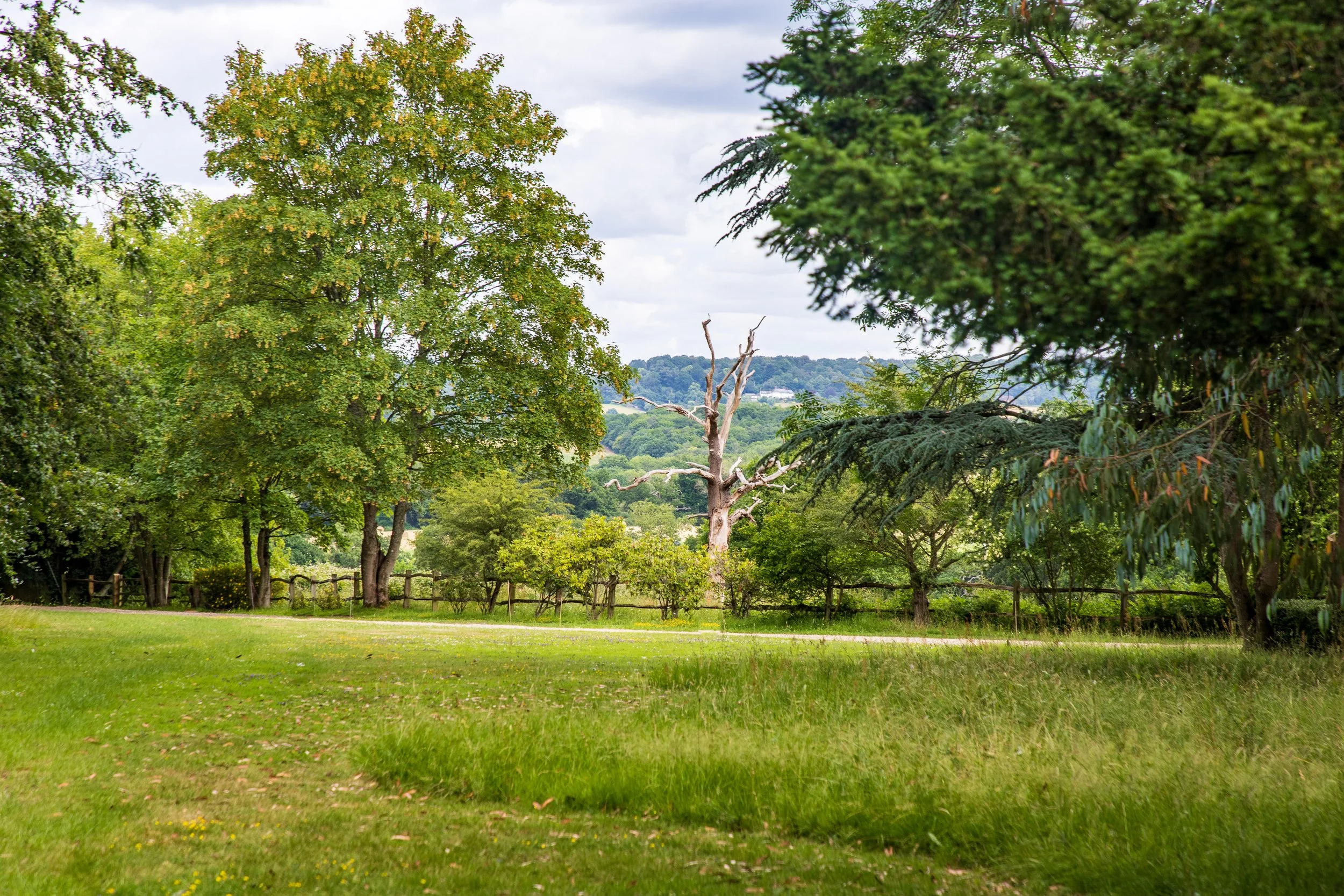 Ben Martin Garden Design_No Mow_Dead oak structure_Surrey.JPG