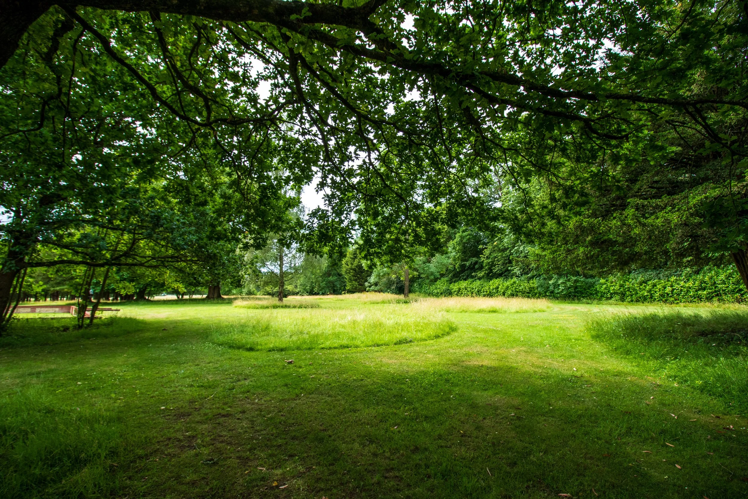 Ben Martin Garden Design_No Mow_Grass paths_Surrey.JPG
