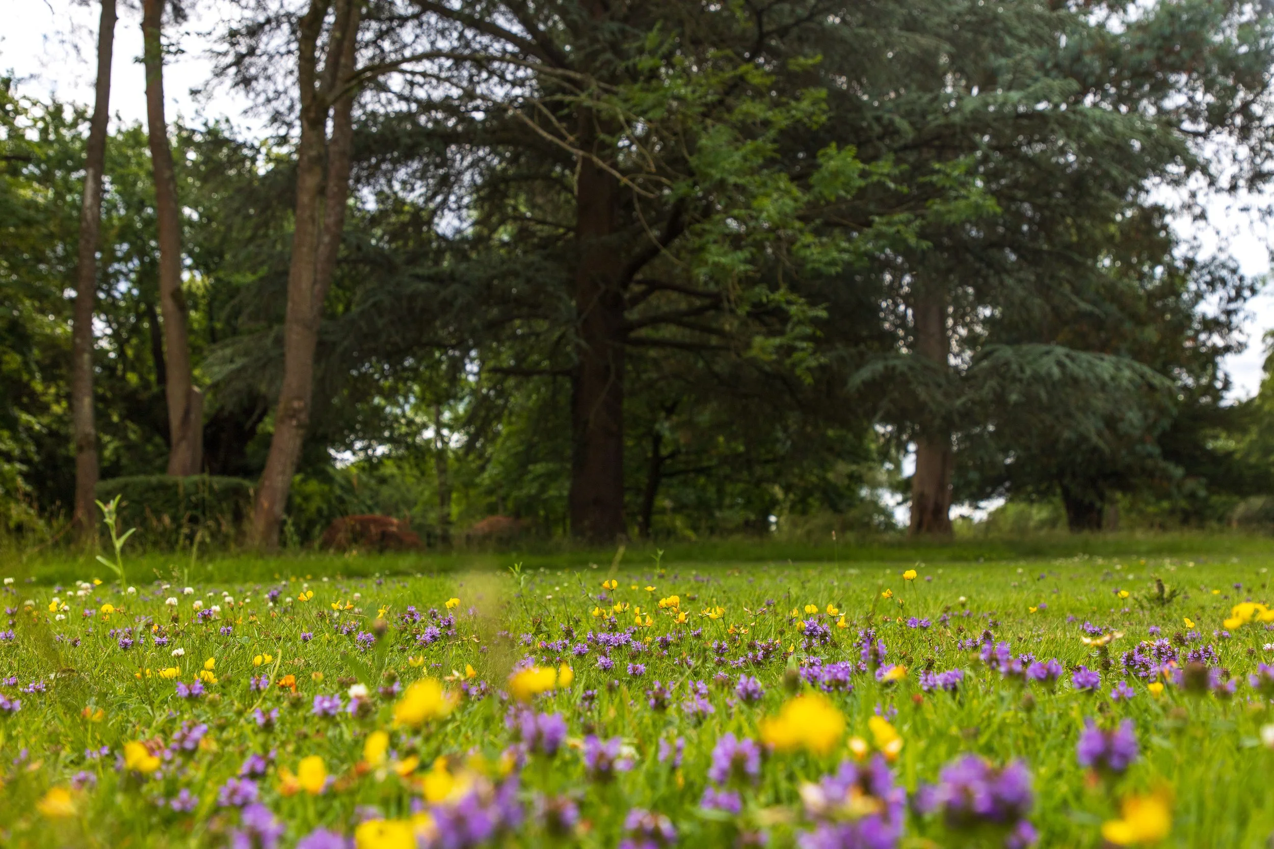 Ben Martin Garden Design_No Mow_Surrey2.JPG