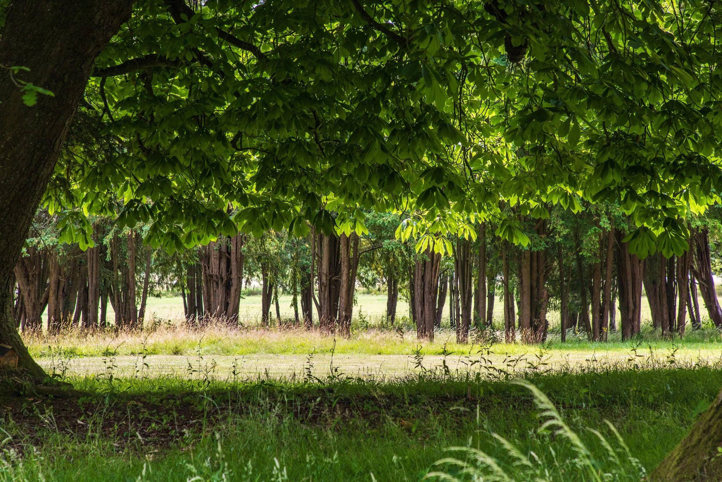 Ben Martin Garden Design_No Mow_Tree Circle_Surrey.JPG