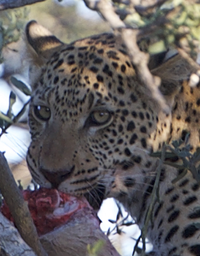 leopard eating close .jpg