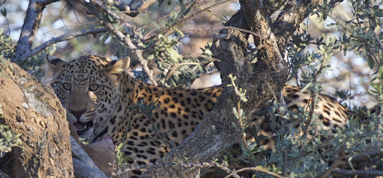 growling leopard .jpg