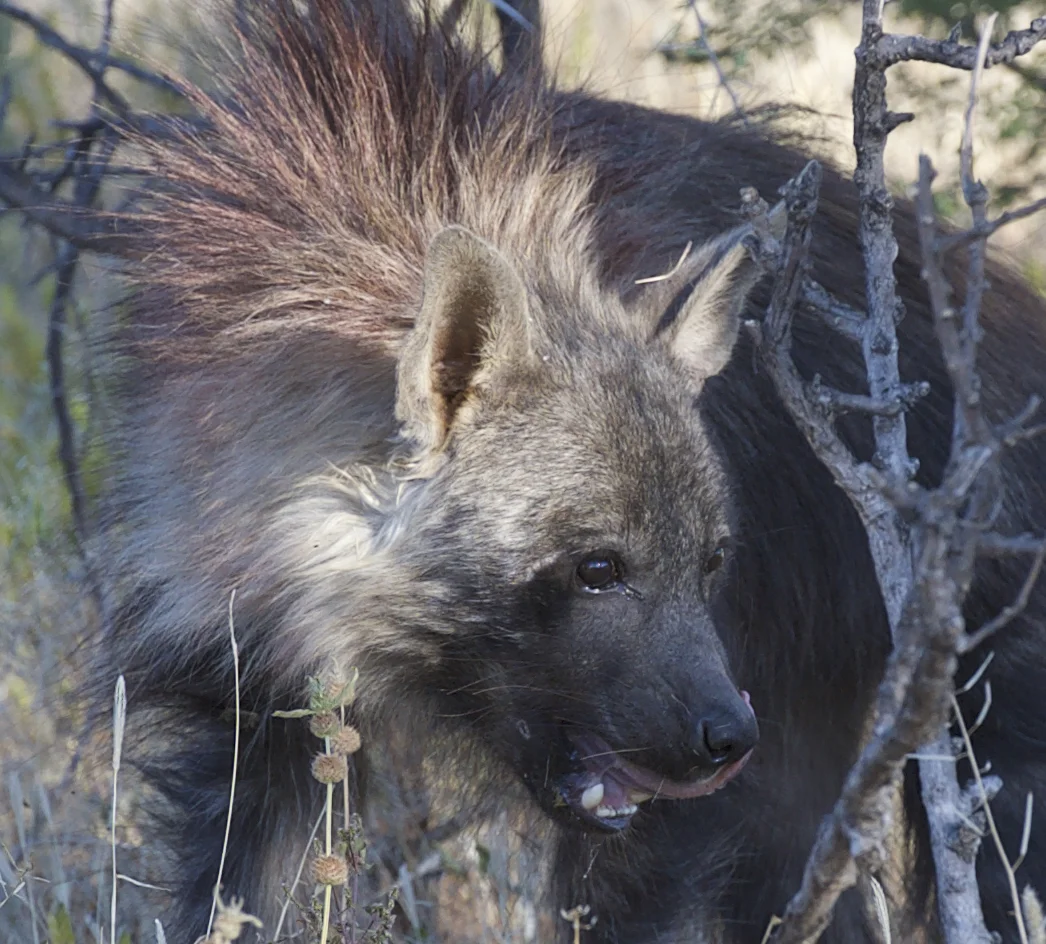 brown hyena licking .jpg
