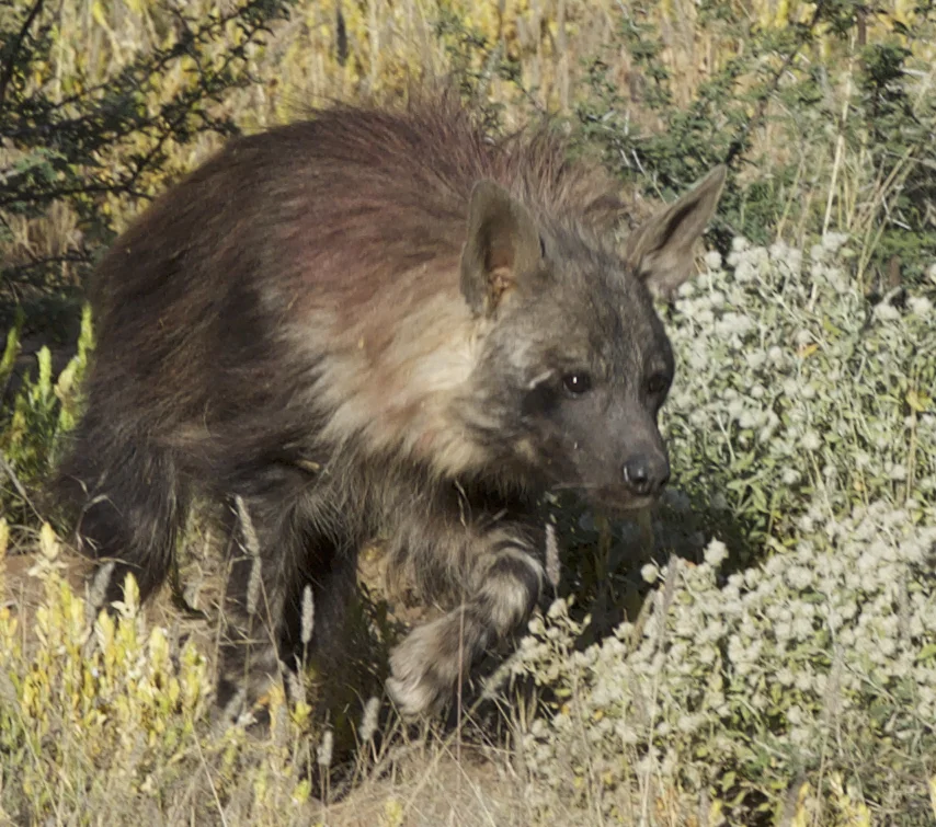 Focussed brown hyena.jpg