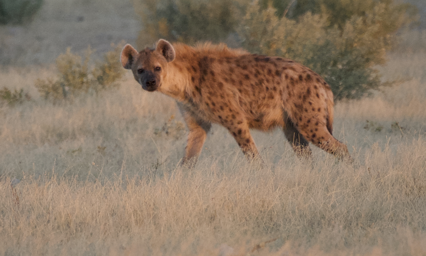 Hyena in grass.jpg
