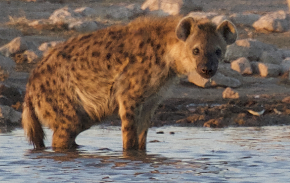 Hyena looking .jpg