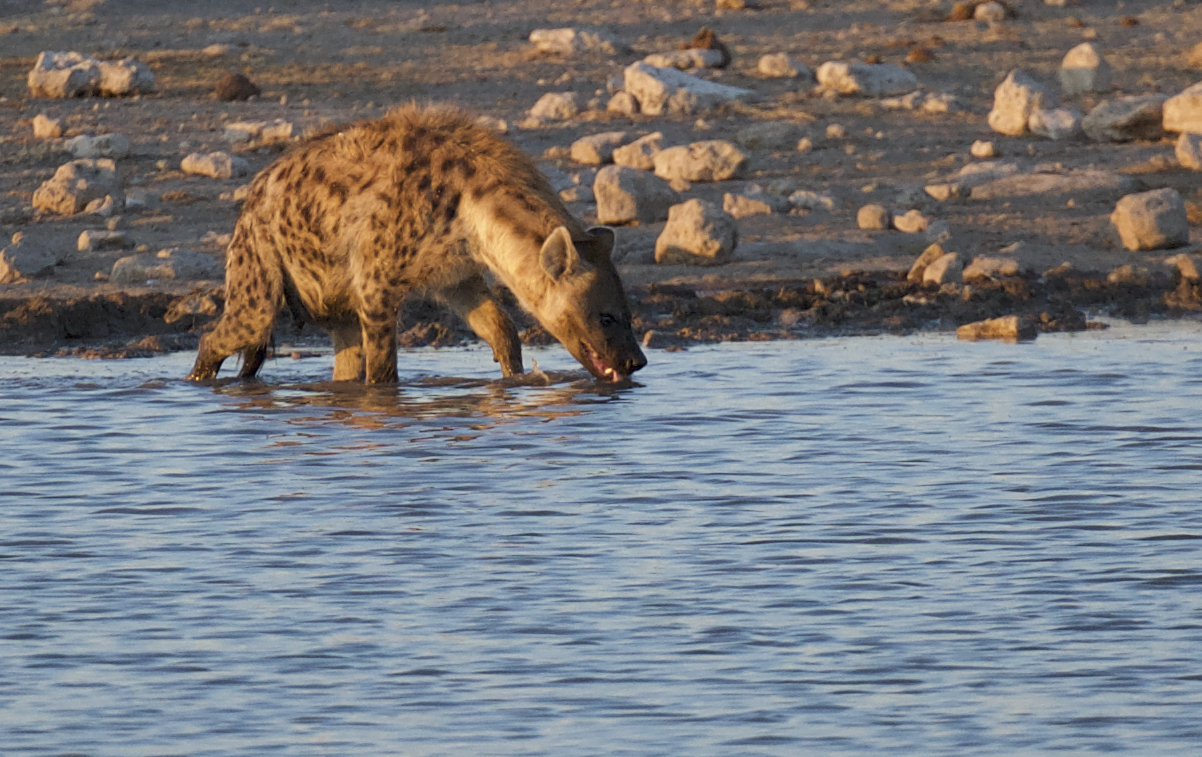 Hyena Drinking .jpg