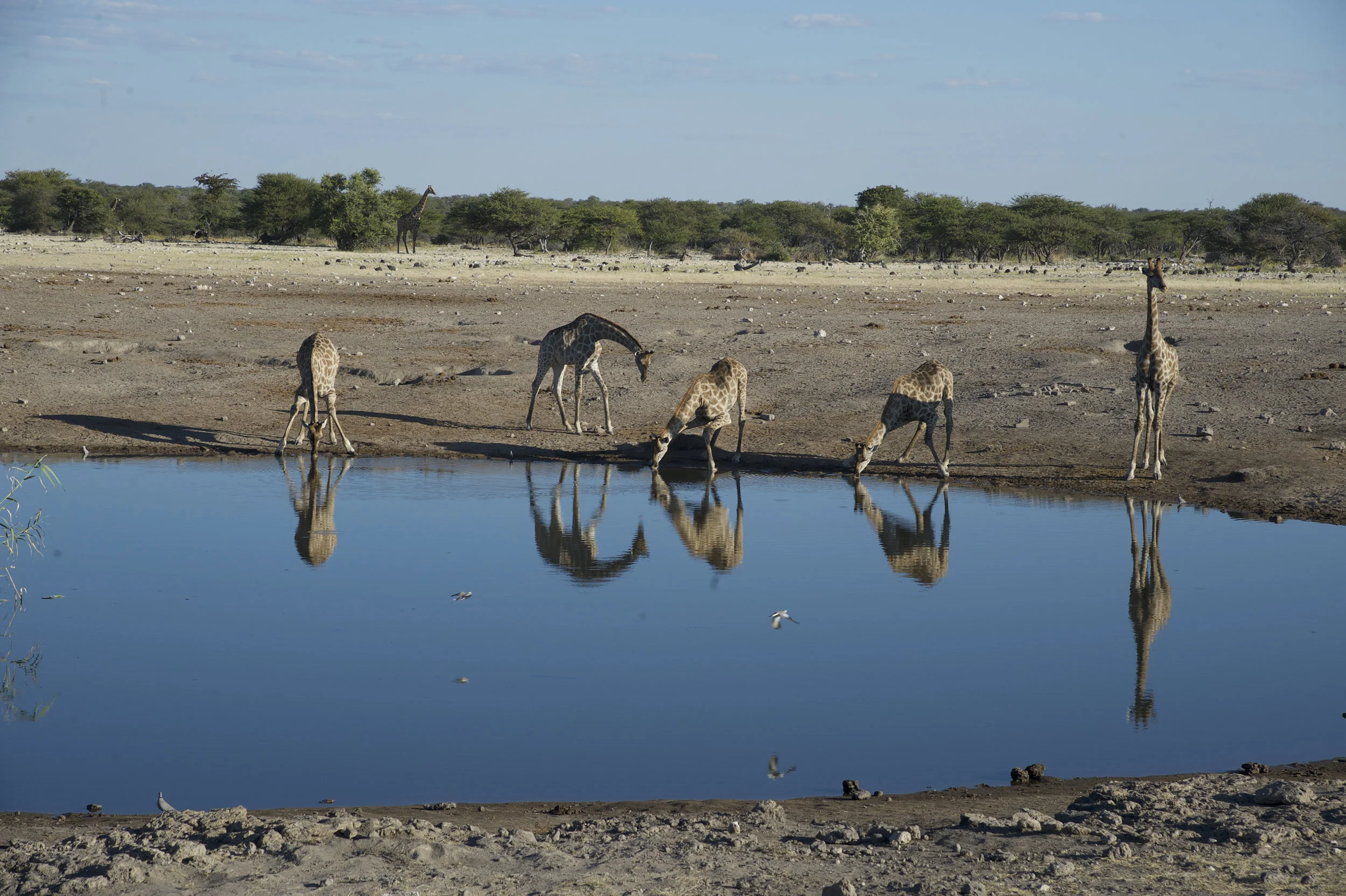 Giraffe by water.jpg