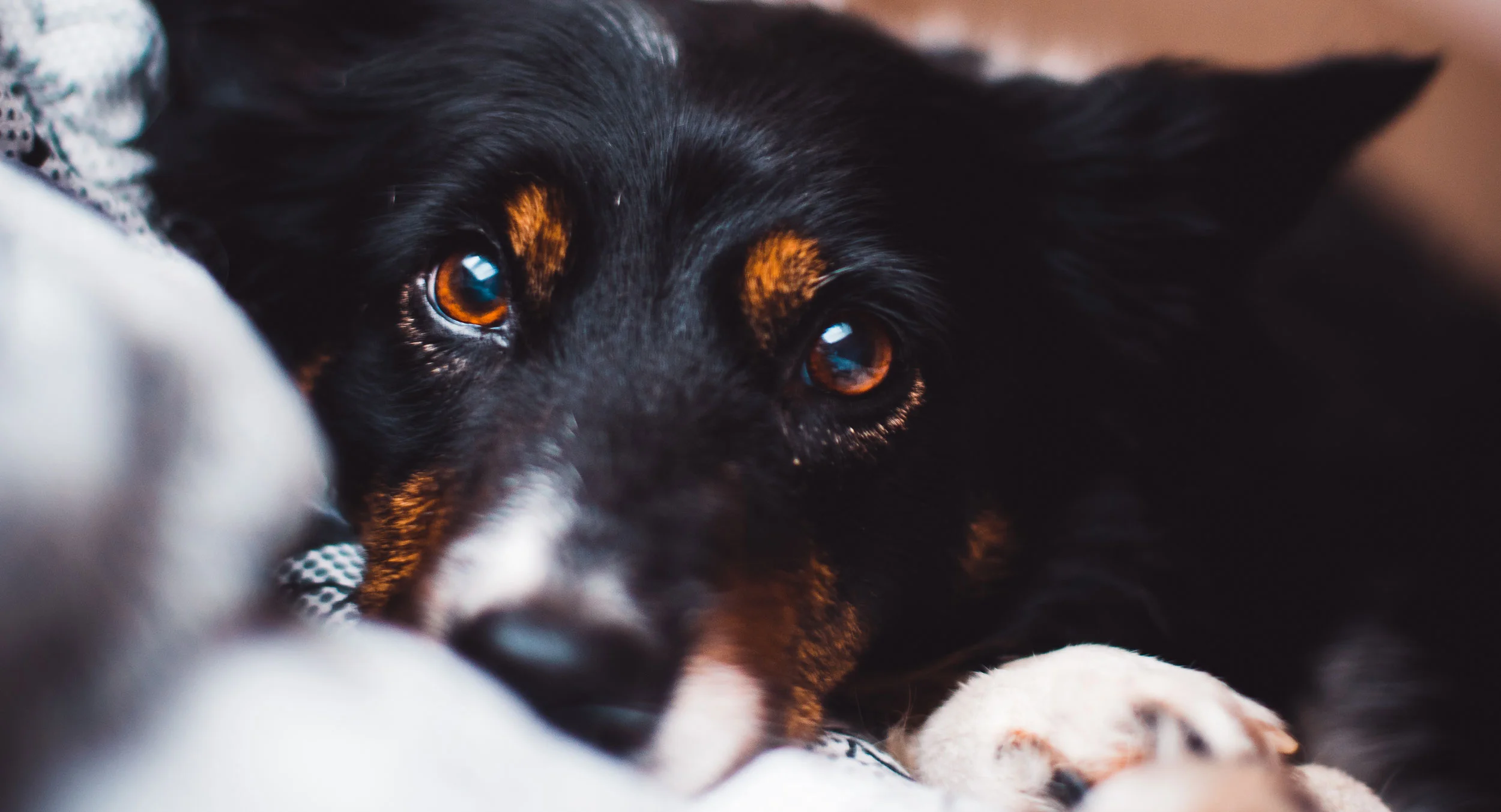 brooklyn emergency vet