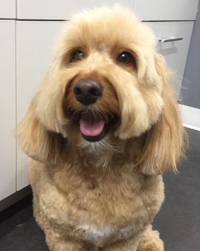 What a mustache ! #doggiestylesbk #spaday