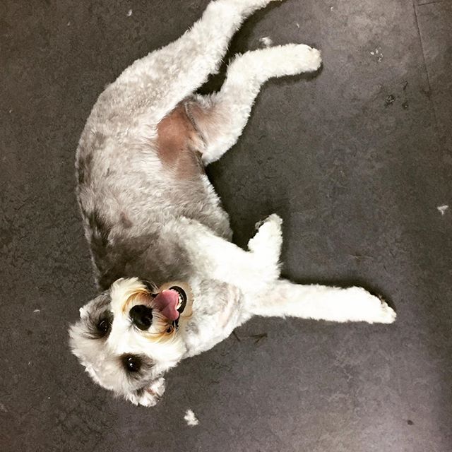 After a day a the spa I like to lay down for a nap... #doggiestylesbk #spaday #schnauzersofinstagram