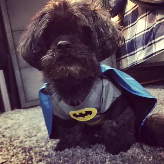 The next Batman ! #doggiestylesbk #spaday #batmanforever #halloweencostume