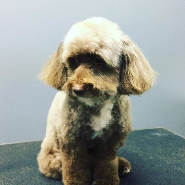 I think I&rsquo;m cute, do you? #doggiestylesbk #dogsofinstagram #poodlesofinstagram #bestofbrooklyn #spaday