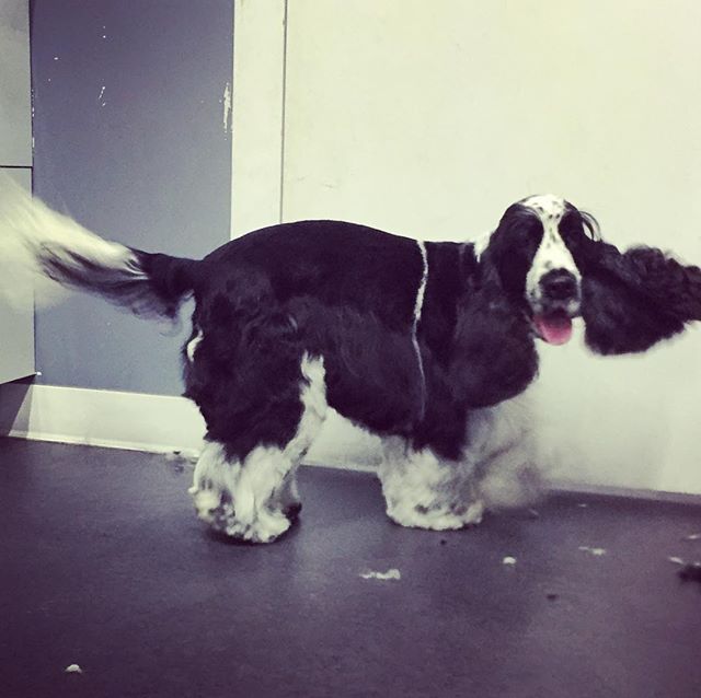 Did someone say cookie ?!? #doggiestylesbk #bestofbrooklyn #cockerspanielsofinstagram #spaday #dogsofinstagram