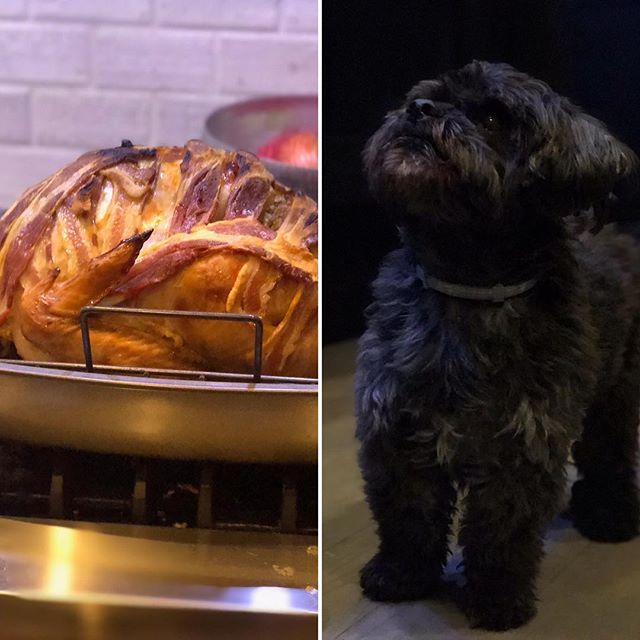 Oooo! That&rsquo;s my dinner, tonight? #doggiestylesbk #dogsofinstagram #bestofbrooklyn #thanksgiving #taroforlove