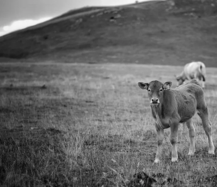 Campo Calf.jpg