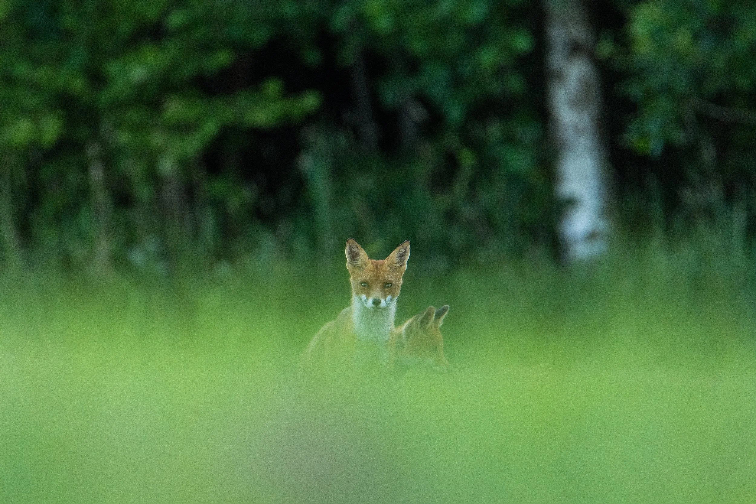 This Year; One Day Put the Money Back, Next Day Borrow it Again; Finding the Fox Skeleton 
