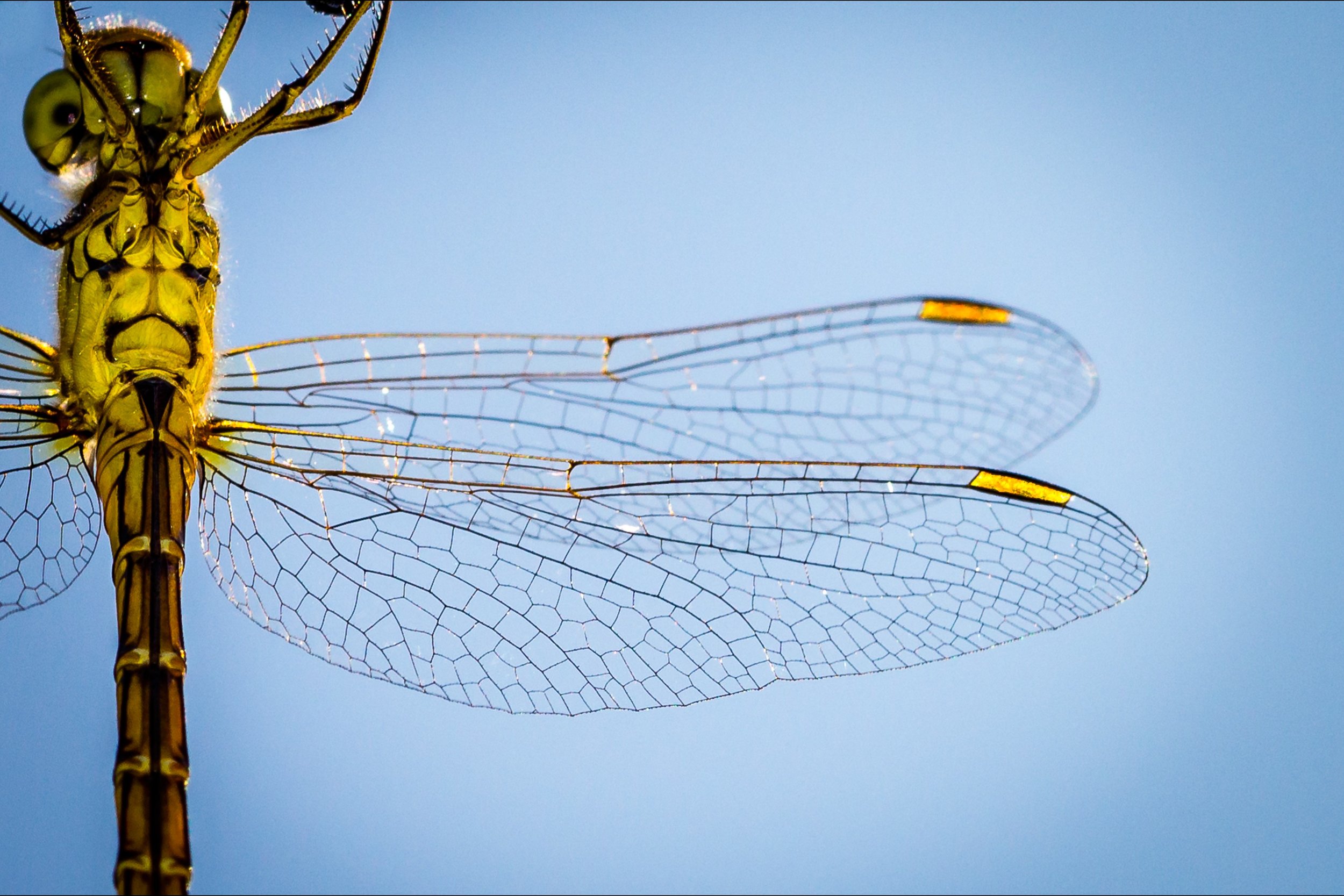 Angelfish; Dragonfly; Whippoorwill