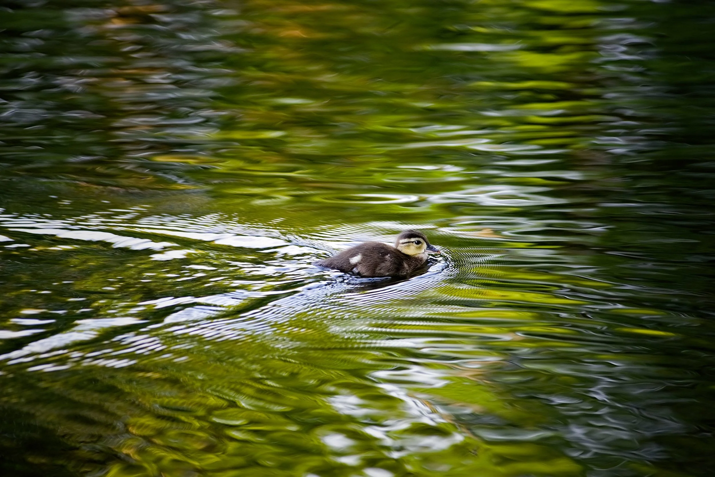 Tributaries: "On the Third Day She Rose"