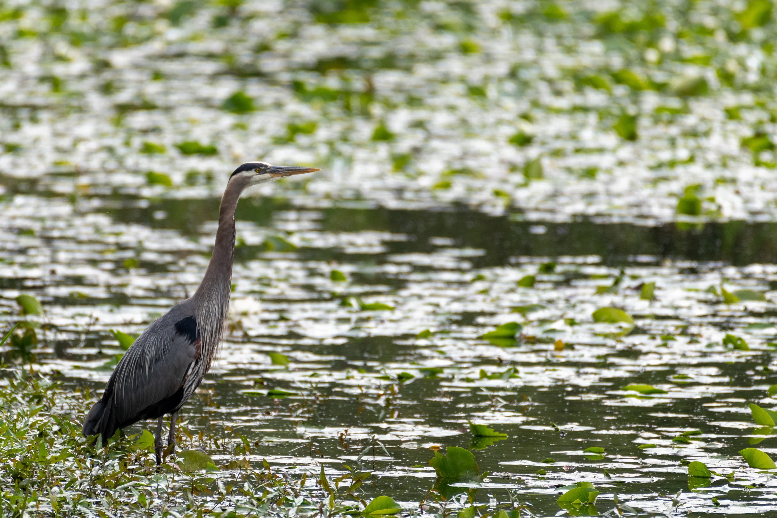 Singular Bird: A Discovery Log