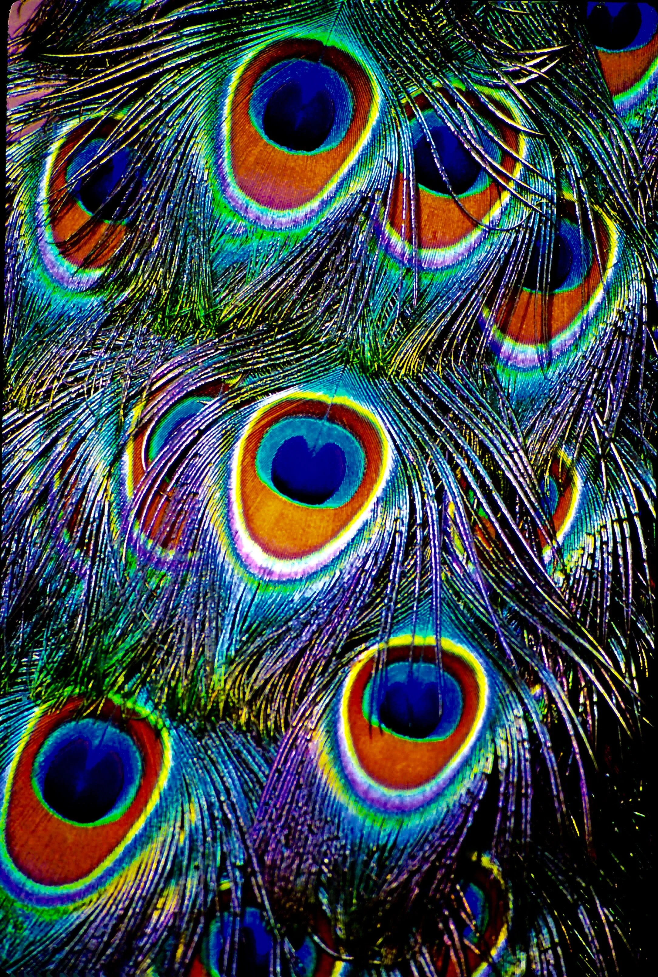 Peacock Hearts
