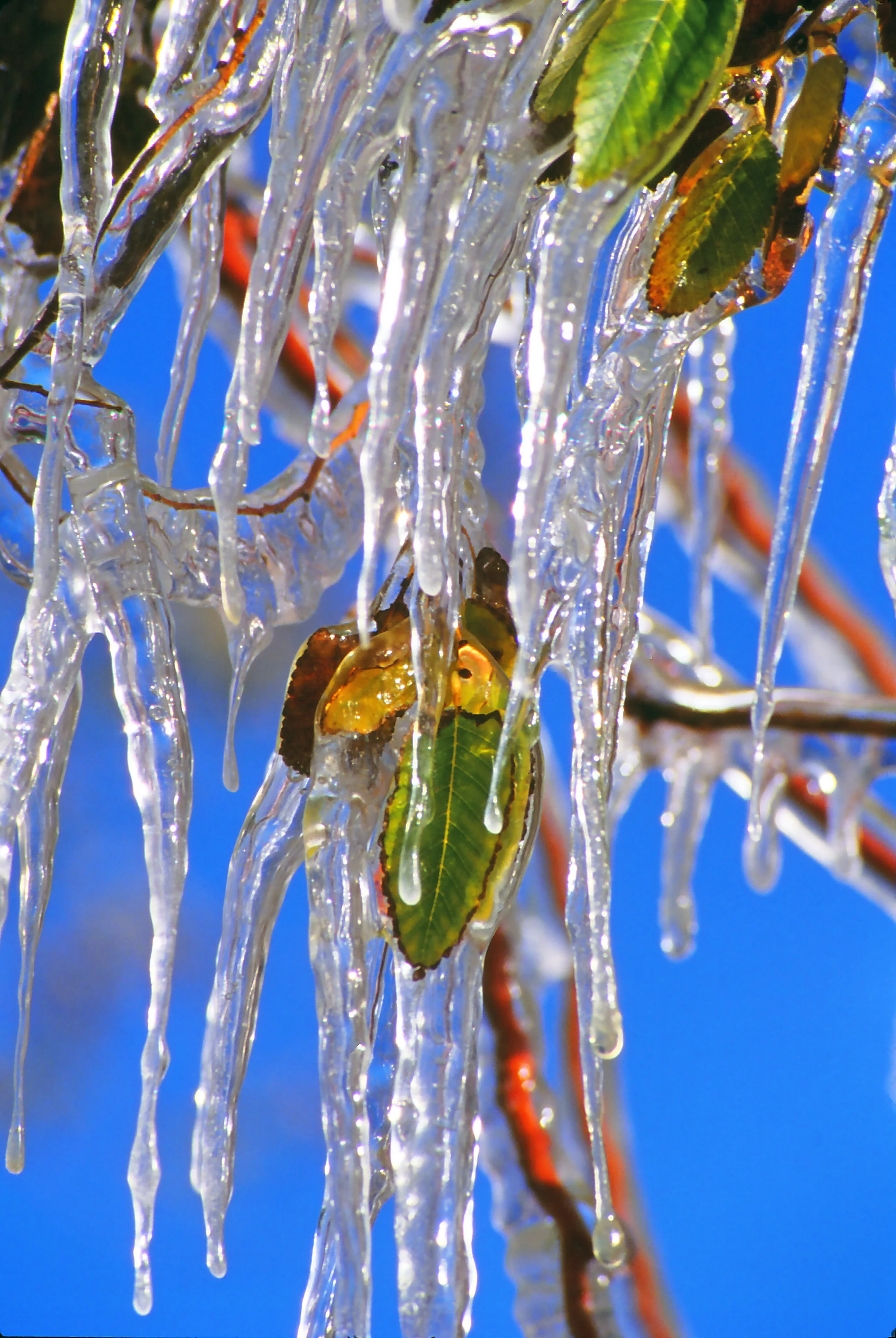 Icicles