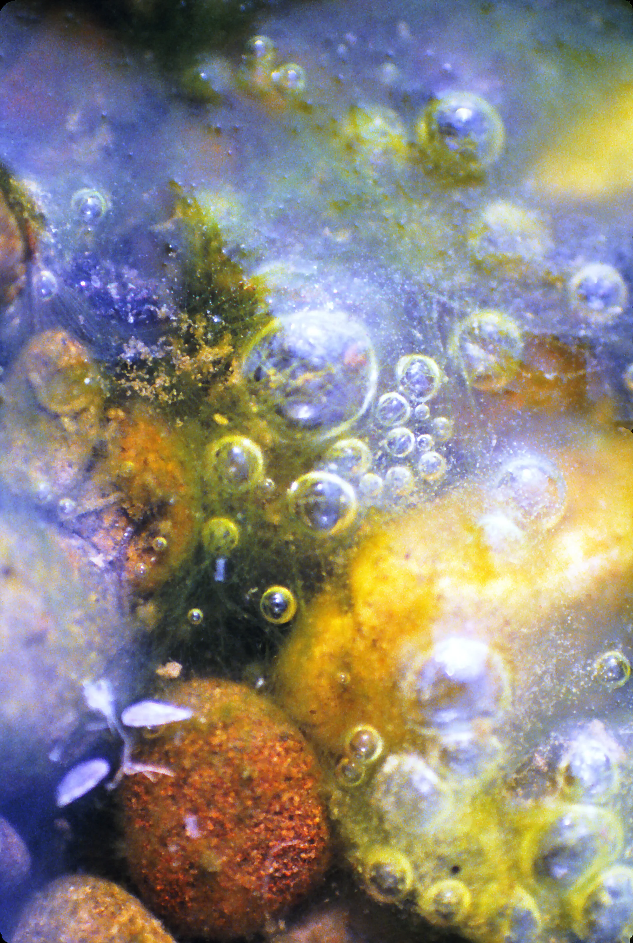 Pond Bubbles