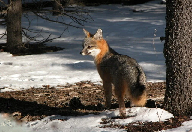 Fox Wakes to Cranes; Tightrope Walker