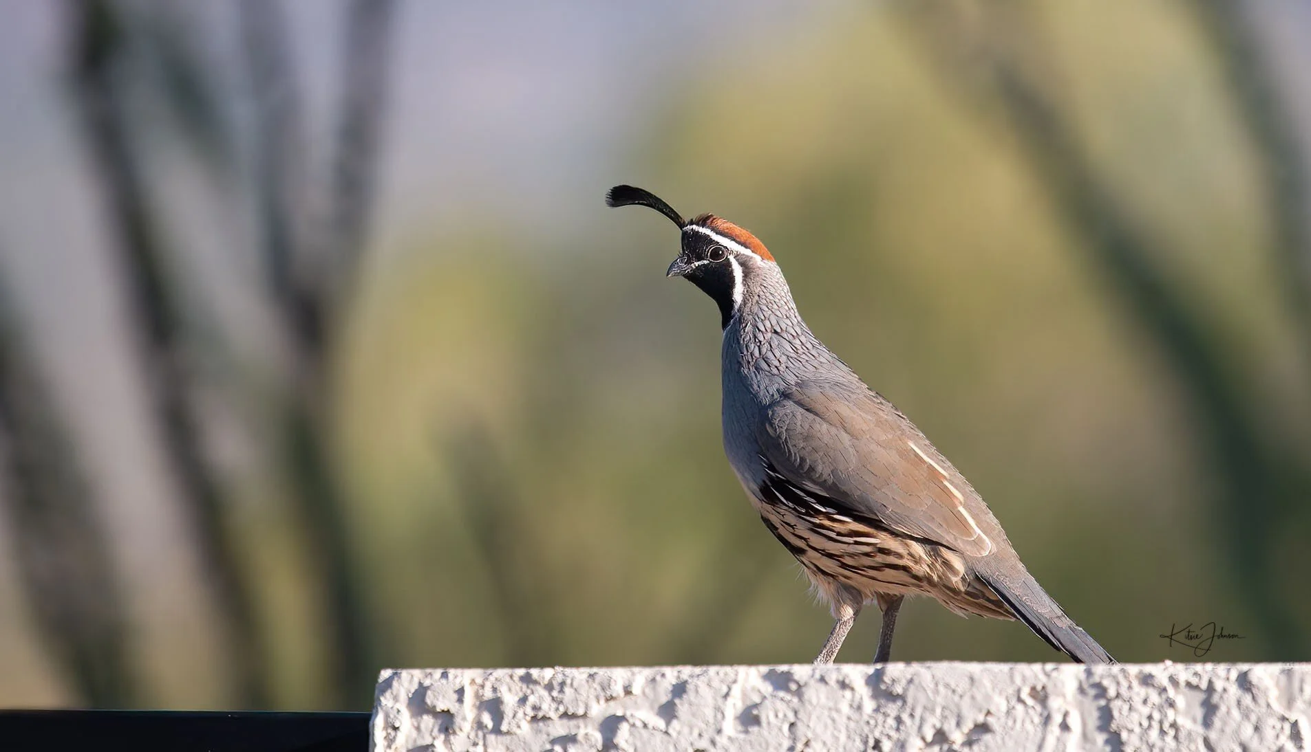 Electric Potential  Or,  Synapses on a Bike   