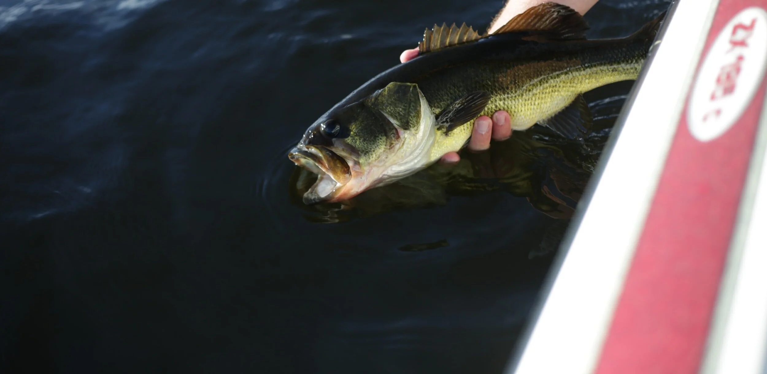 After the Madness; Striped Bass
