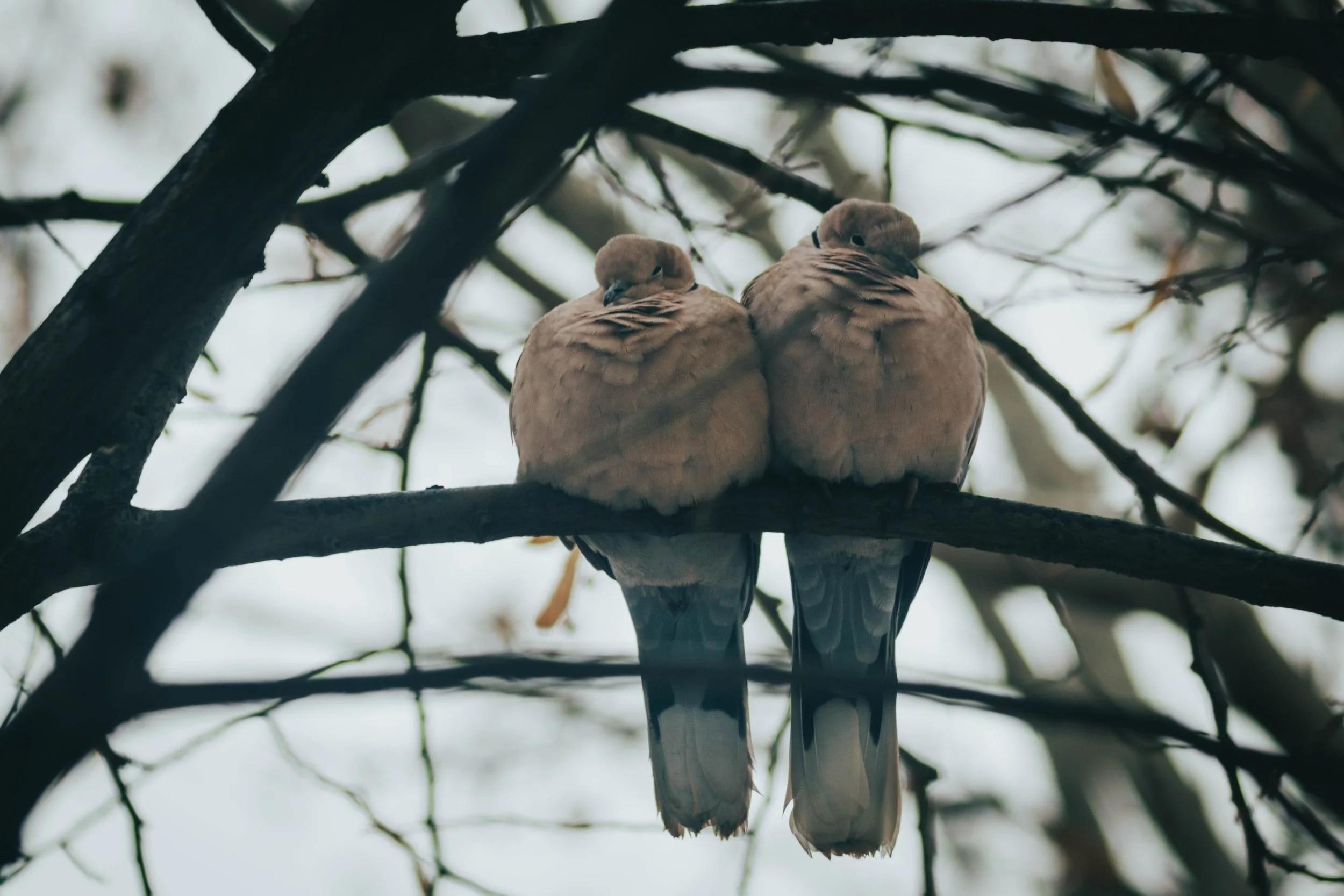 Shooting Mourning Doves