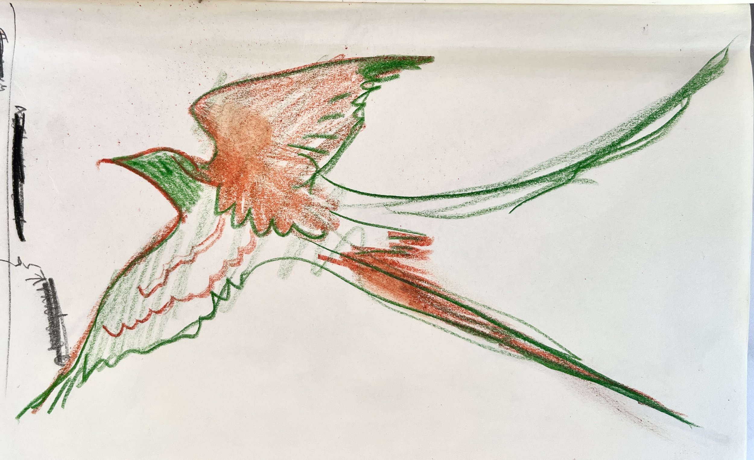 Scissor-Tailed Flycatchers