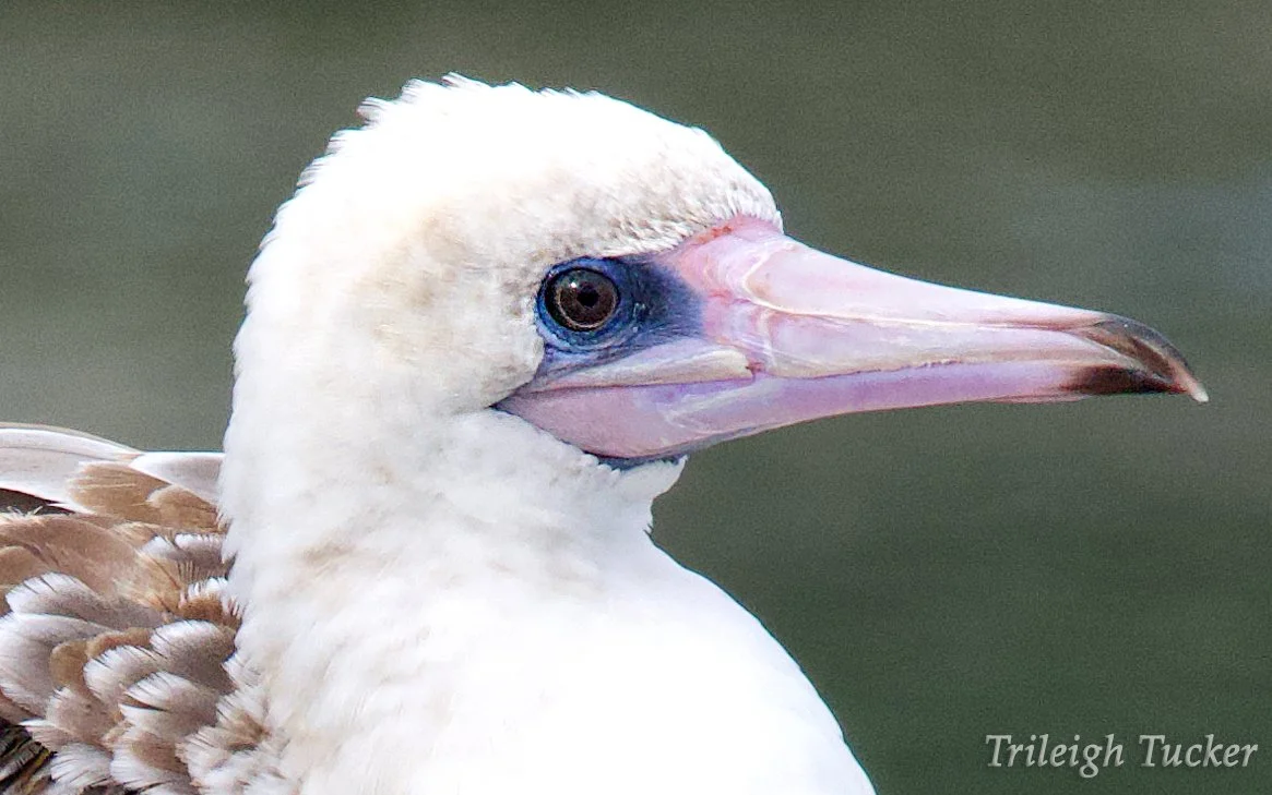 Red-footed Booby, Port Townsend_closeup_TrileighTucker.jpg