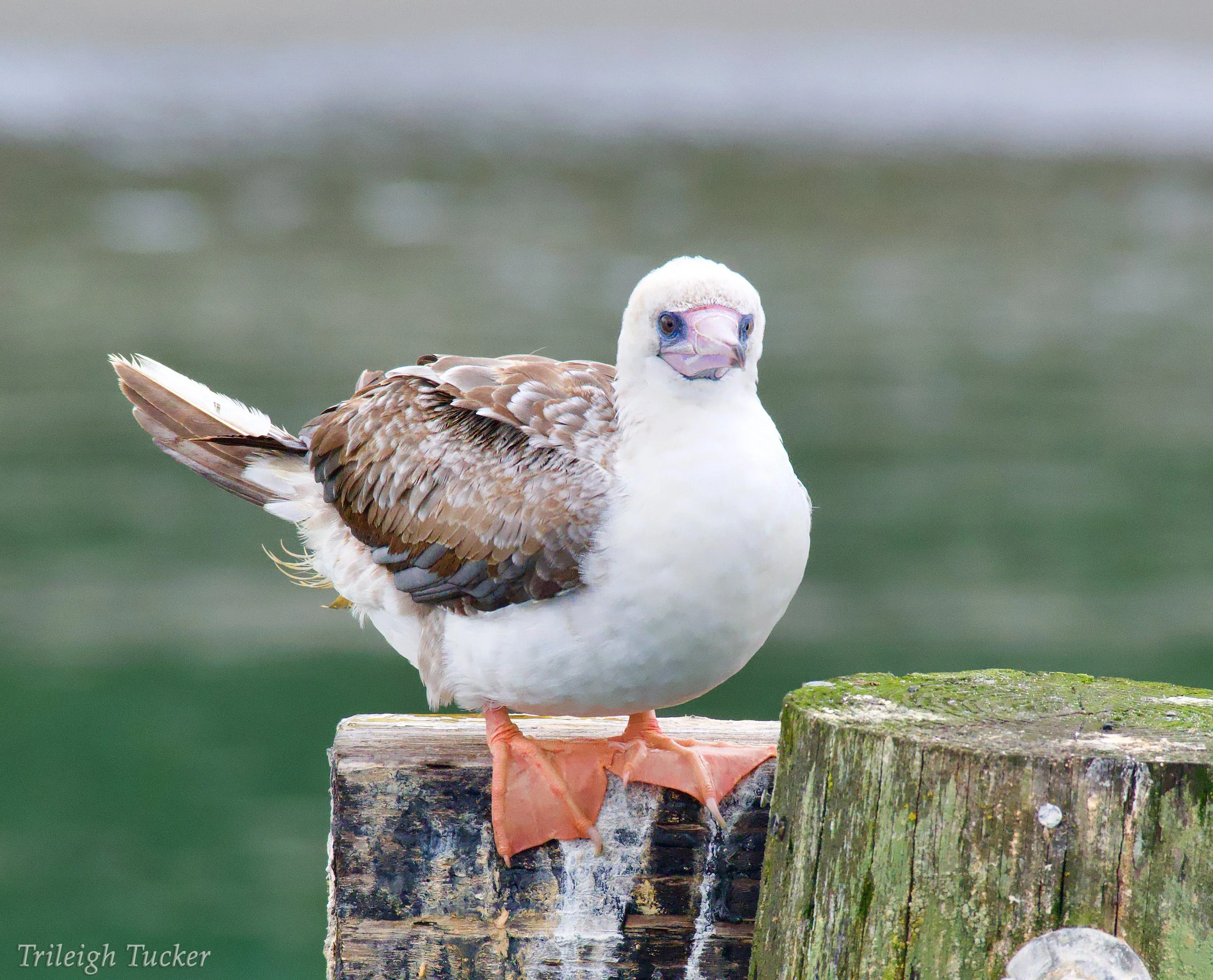 Red-booted Booby, Port Townsend_piling_TrileighTucker.jpg