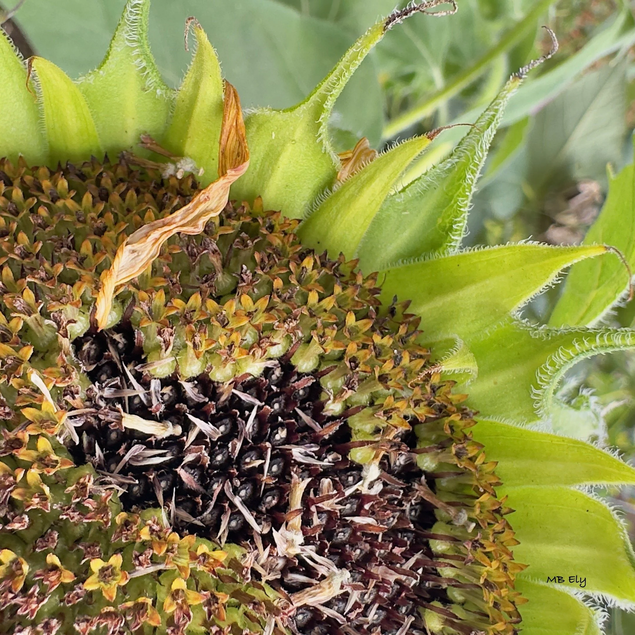 Issue O.15, Fall 2025