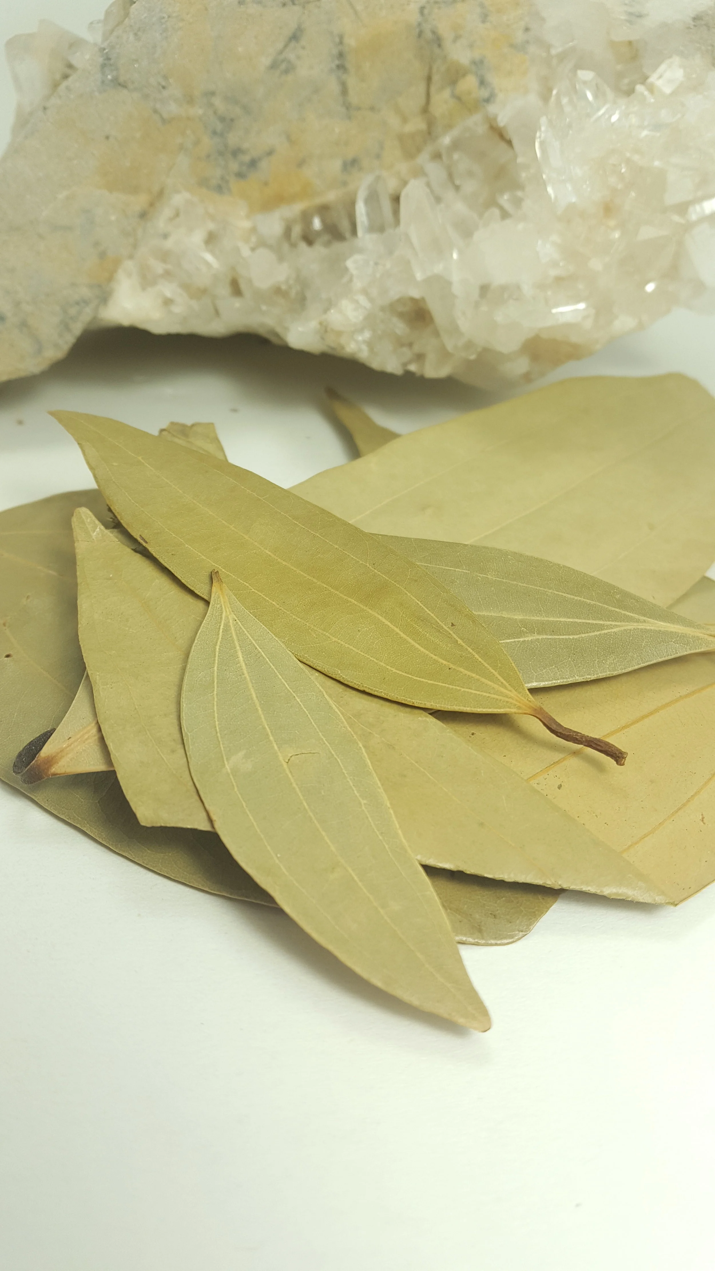 Bay Leaf