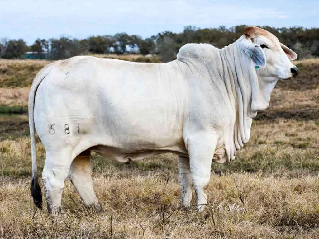 MISS KALLION 681.jpg