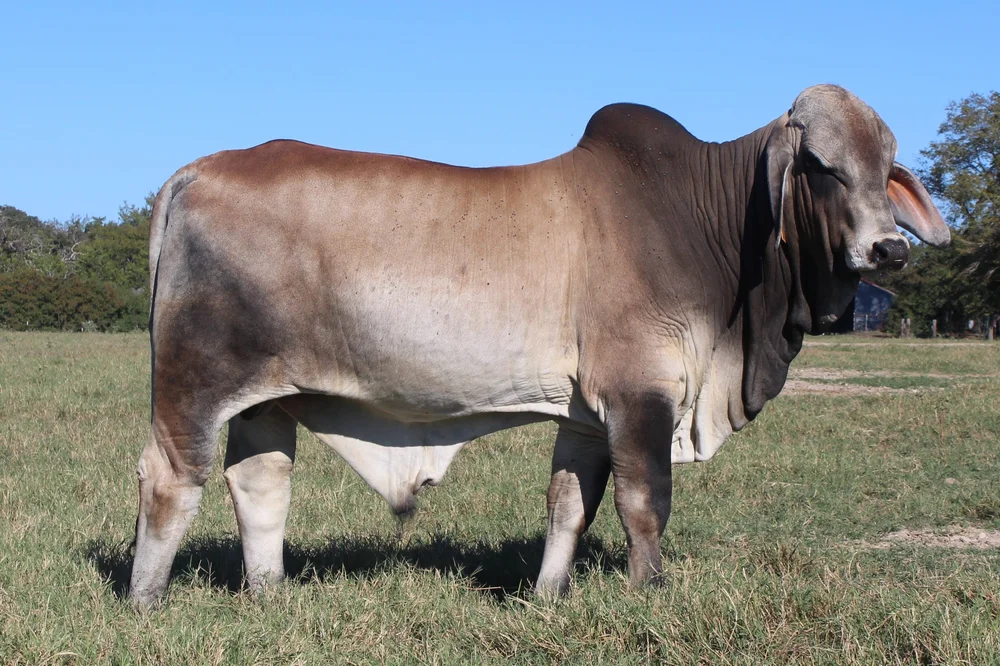 Registered Brahman Bulls for Sale — Kallion Farms
