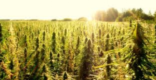 Hemp.jpeg