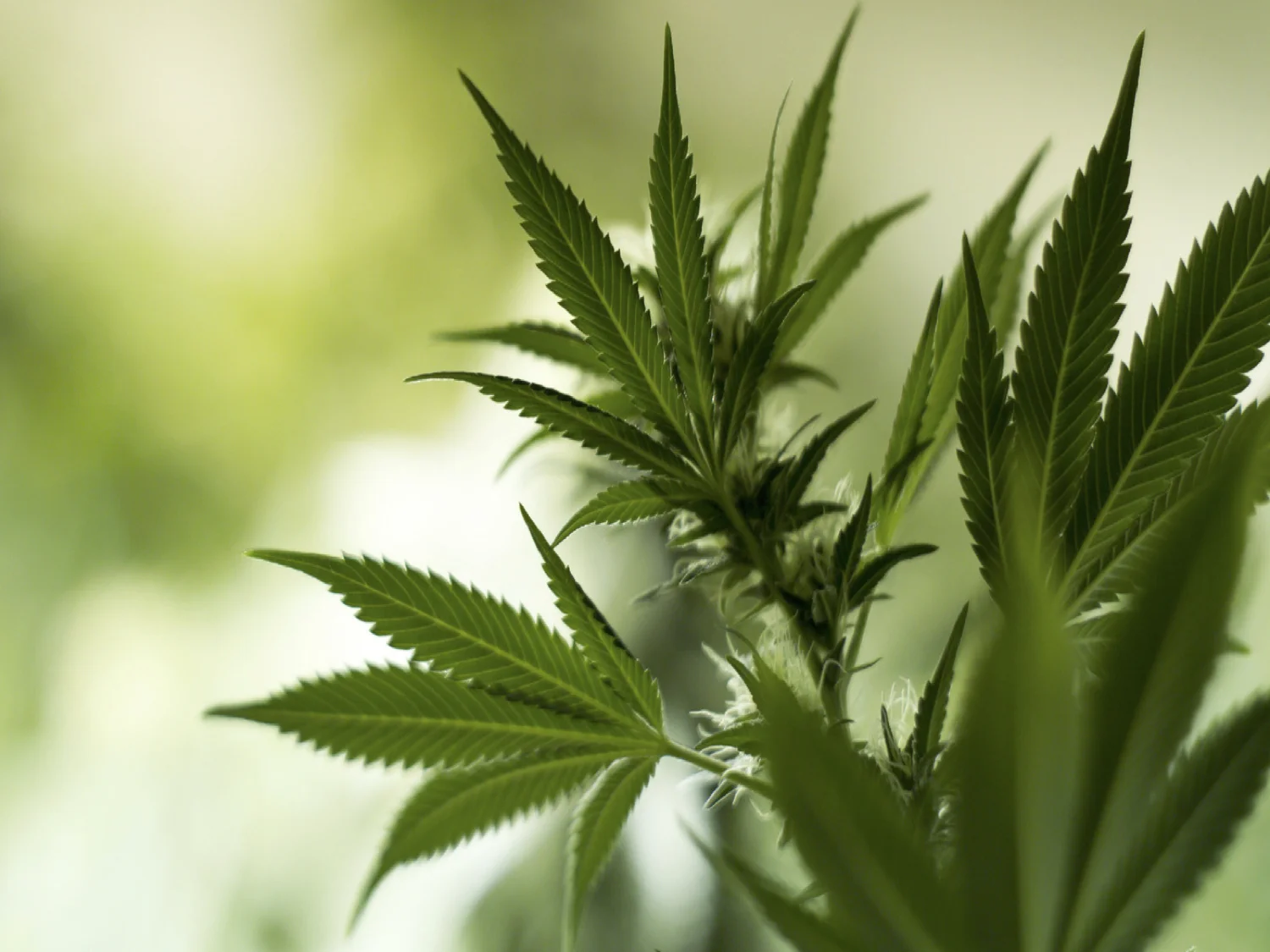 Hemp Close-up.jpg