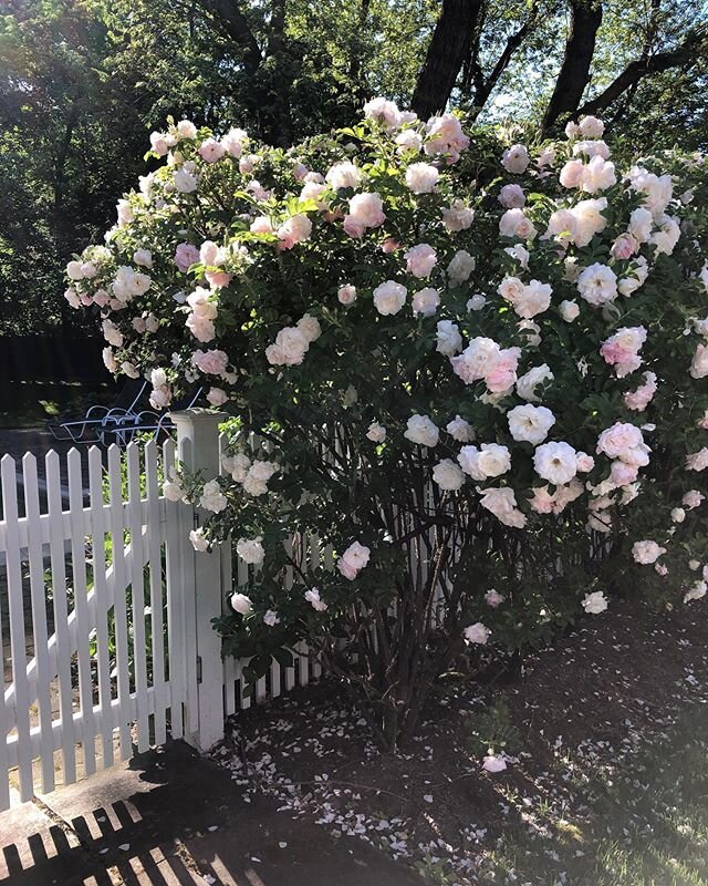 Color of the day is rosa rugosa pale pink. These flowers have the most beautiful fragrance.  #homesweethome #thegivingtree #junebloom #bloomwhereyouareplanted #poolside #flowergarden #designerdeb #finelinesinteriors