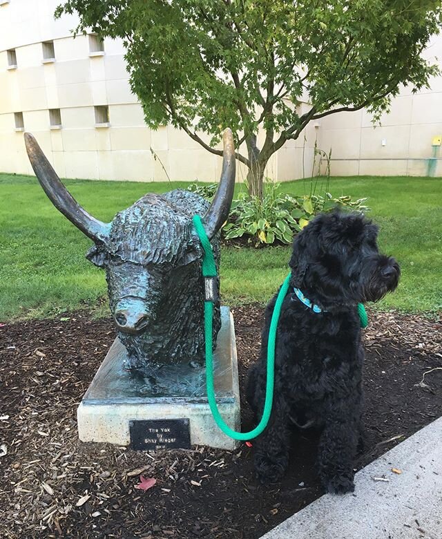 Thinking of our boy today as Tucker would have been 13..... Happy Birthday Tucker! This photo was taken outside the Greenwich Library.
#smartdog #tucker #ackdog #mrgreen #waterdoglover #doggydeb #doggyheaven
