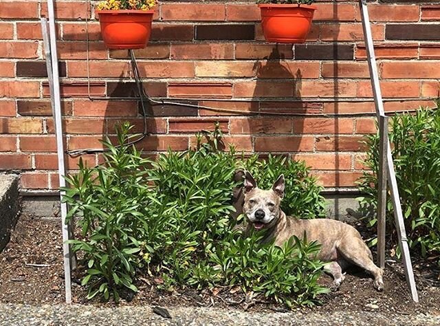 Happy Thursday! 
Bea says hello. ☀️She misses seeing everyone in person. .
.
.
#thatsthespotpilates #reformerpilates #bea #onlinematclass #beamotivated #pilates #embraceyourshape #seattlepilates #corestrength #pilatesforeverybody #staysafe #wemissyou