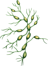 MedicalMassageGroup_MLD_Manual_Lymphatic_Drainage.png