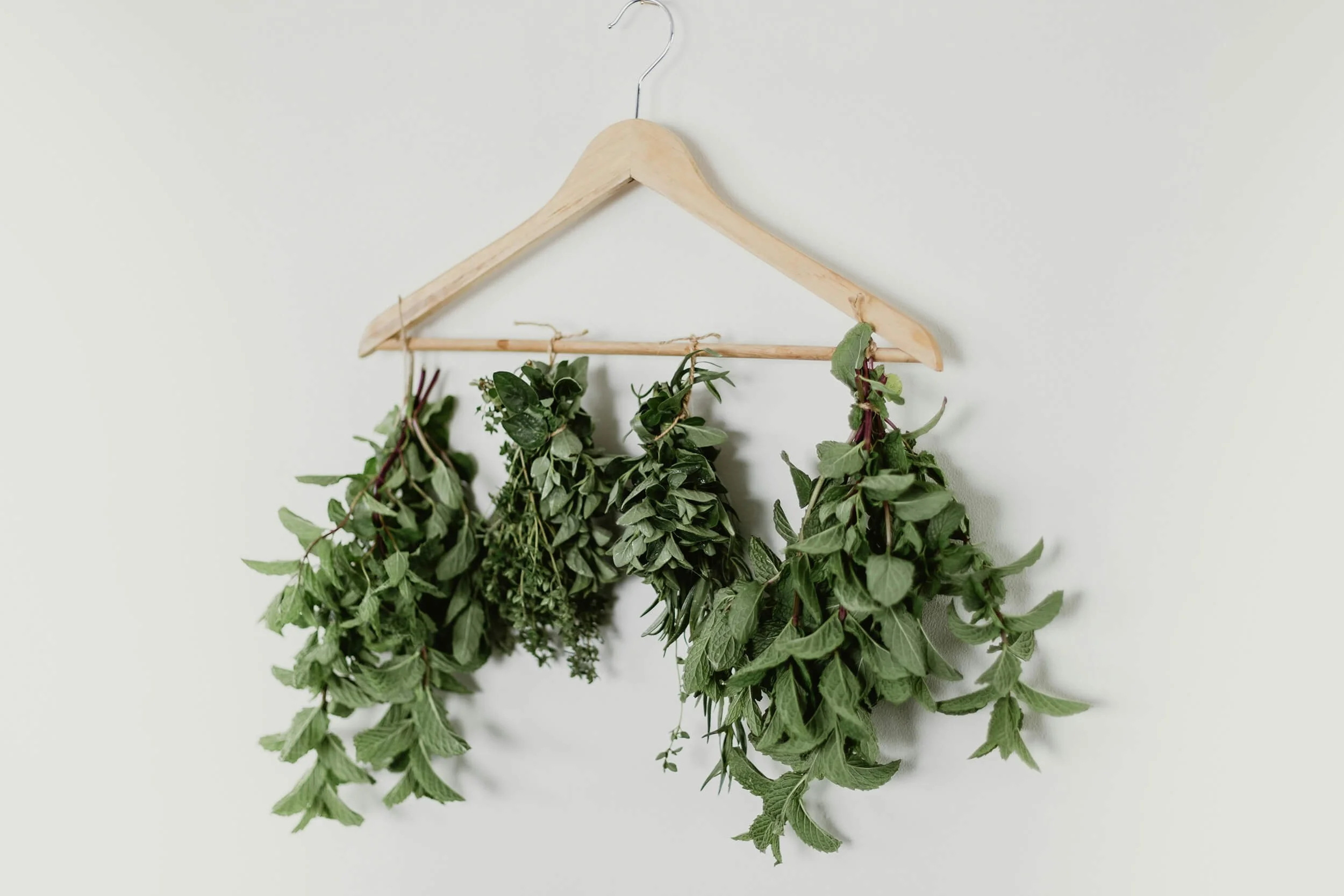 Herbs hanging to dry repsenting western herbal medicine