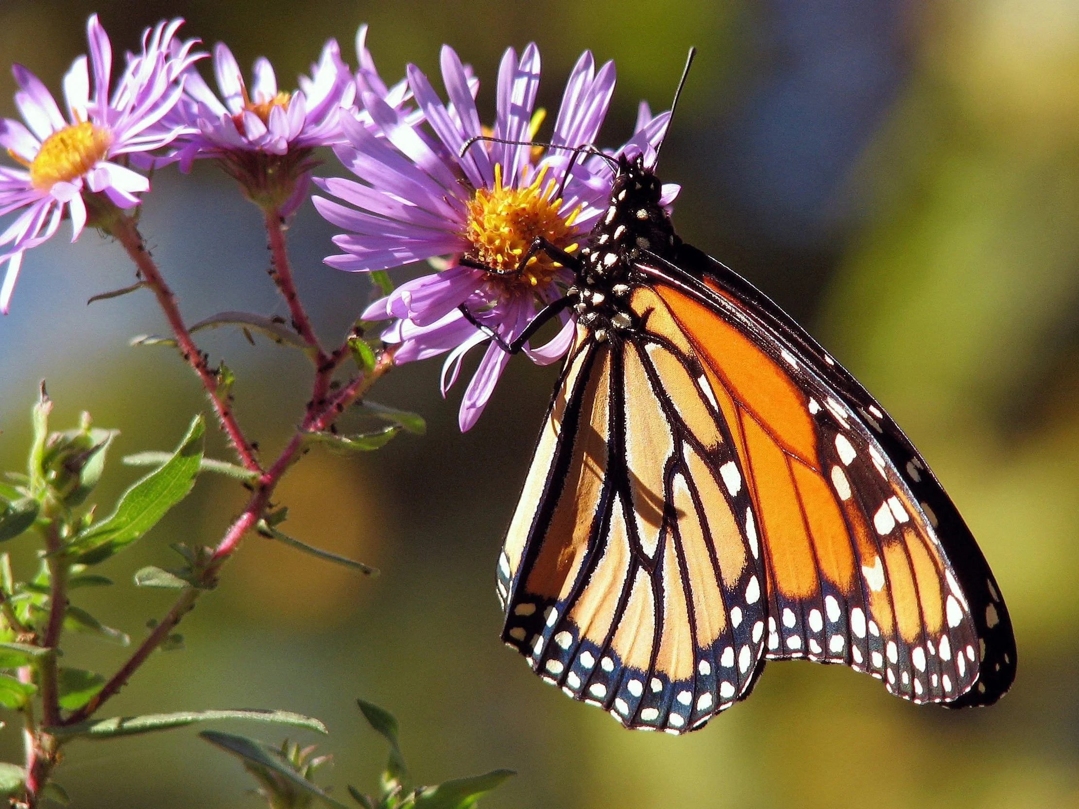 butterfly-flora-flowers-87473.jpg
