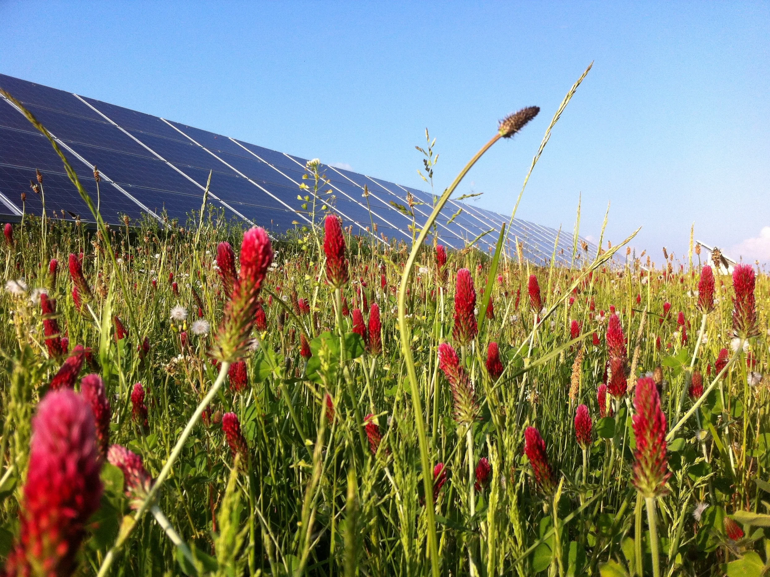 Eden+Renewables+Pollinator-Friendly+Solar+Farms+14.jpg