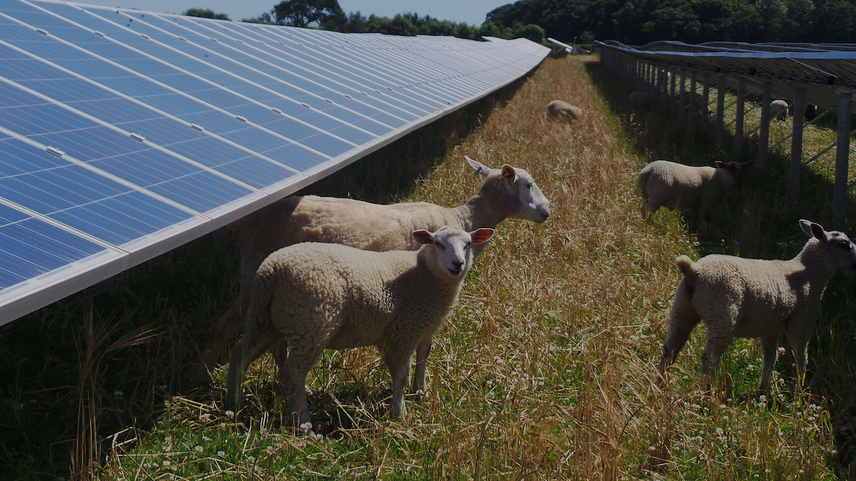11. Sheep at Norfolk solar farm.png