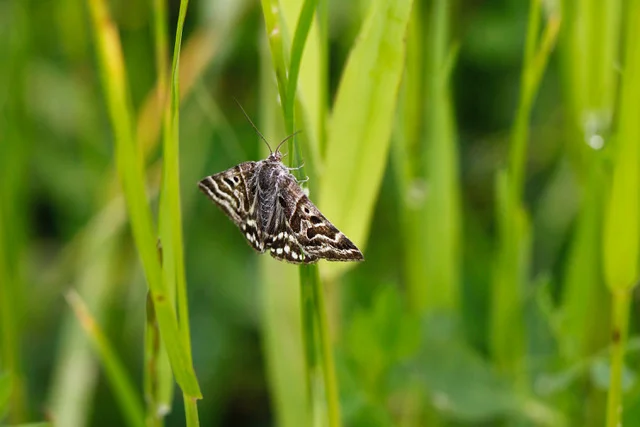 Solar farm abuzz with insect life